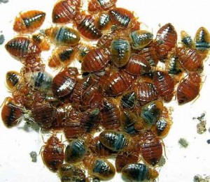 get rid of bed bugs New Vernon NJ