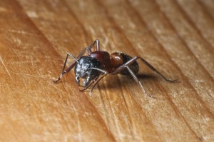 carpenter ant infestation Sussex nj