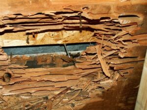 carpenter ants in Schooleys Mountain house