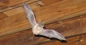 bat removal
