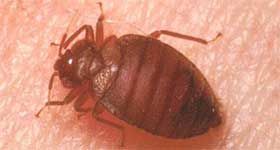 bed bug removal