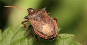 stink bug removal