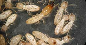termite removal