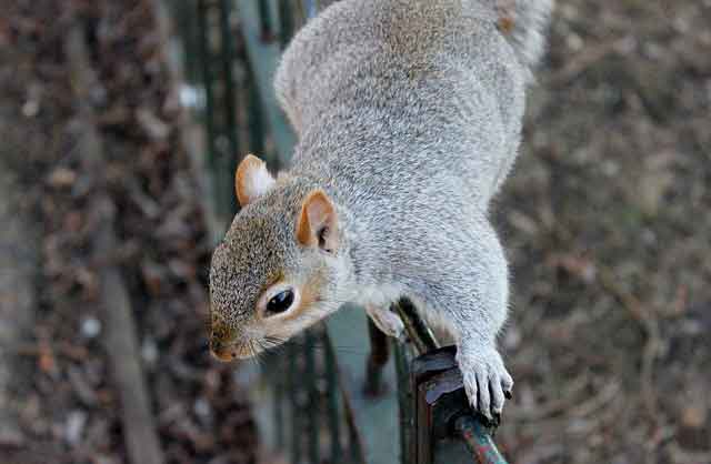 squirrel-control-New-Jersey