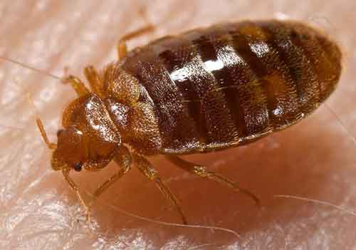 Bed-Bug-Control-Morristown-NJ