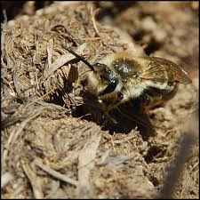 Ground Bee Control, Morris County , NJ