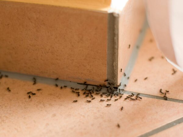 Ant Control Services Morristown, NJ