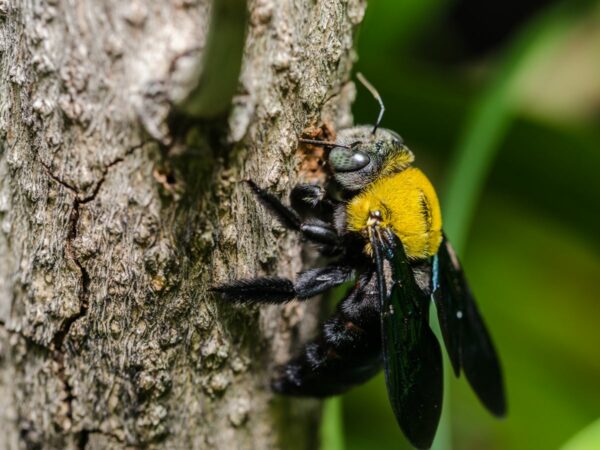 Carpenter Bee Control Morristown, NJ