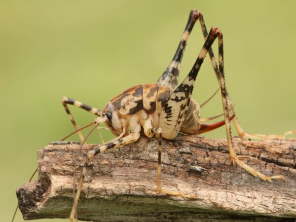 Cave Cricket Control