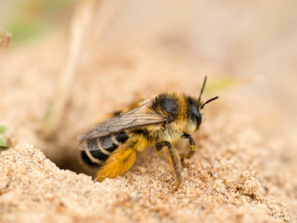 Ground Bee Control Morristown, NJ