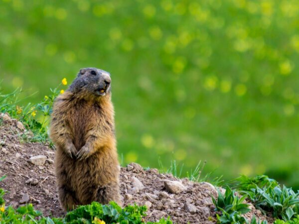 Groundhog Control Morristown, NJ