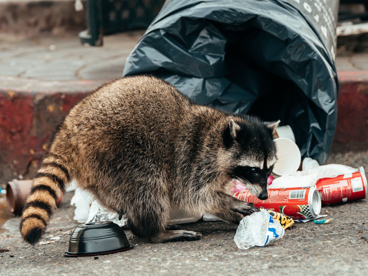 Raccoon Control Morris County NJ | Racoon Removal Morris County NJ