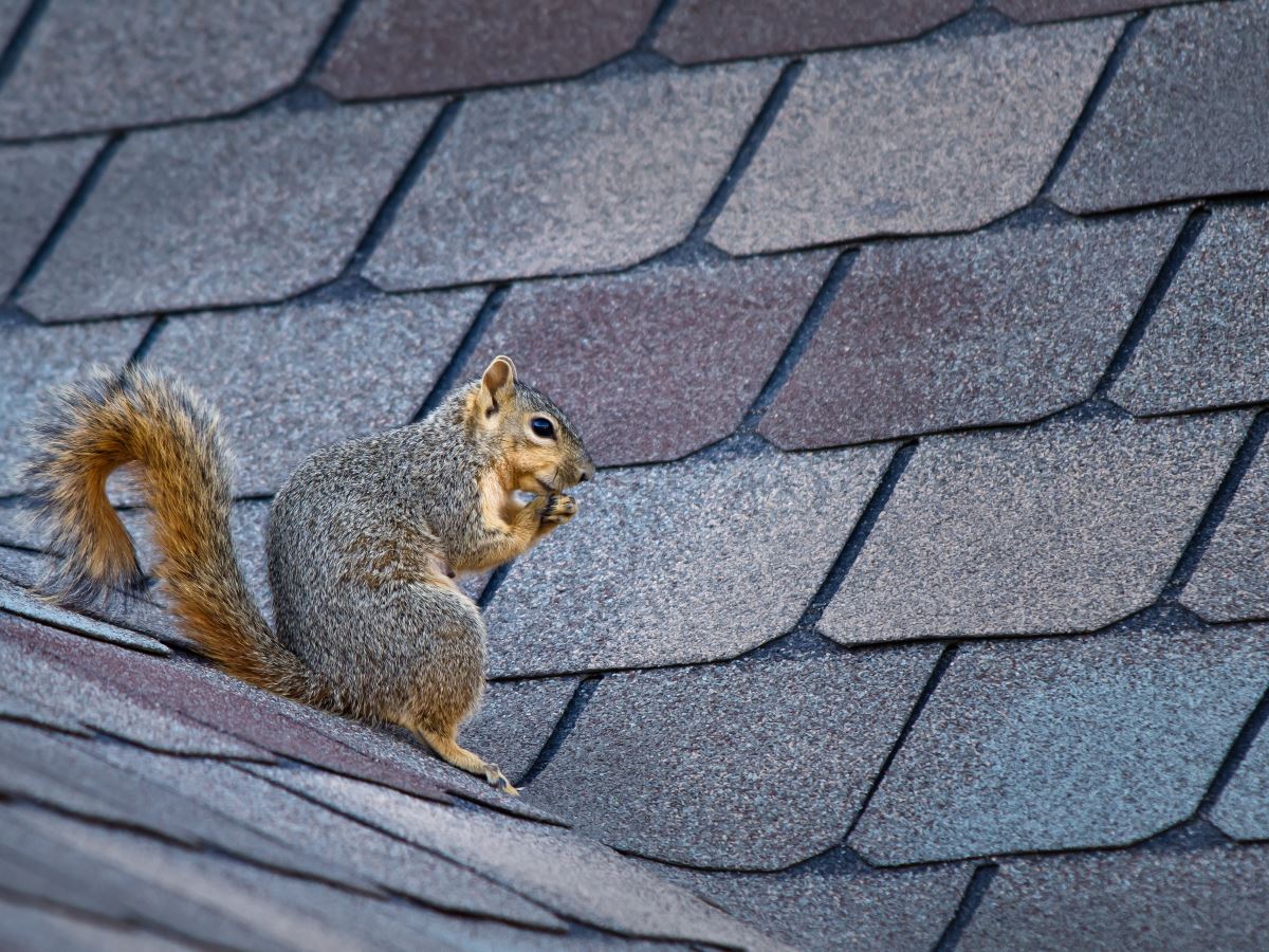 Squirrel Control Morristown, NJ