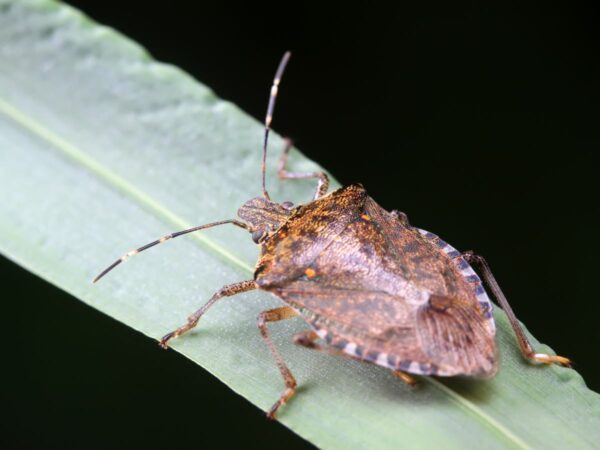 Stink Bug Control Morristown, NJ