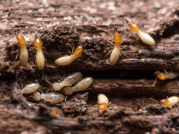 Termite Control Morristown, NJ