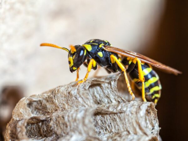 Wasp Control Morristown, NJ