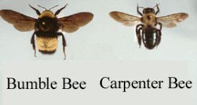 carpenter bee removal